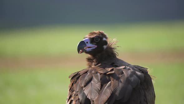 A Free Wild Cinereous Vulture Bird Head