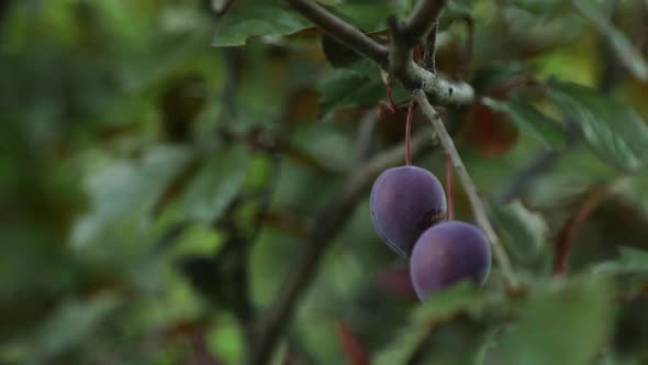 Branch with Ripe Organic Plums in the Garden in Sunny Day