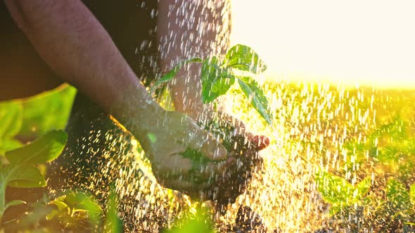 Hands Holding and Caring a Wet Green Young Plant in Ground on Background of Field