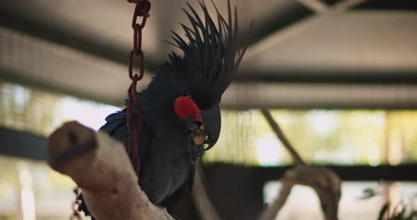 Close up of a Beautiful Black Palm Cockatoo eating peanut. BMPCC 4K