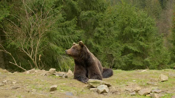 A Big Brown Bear in the Forest