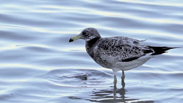 Olrog's Gull (Larus atlanticus) walks through mirror blue shallow water. Close-up view of a bird sea