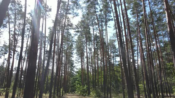 Green Forest with Trees By Day