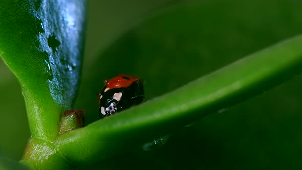 Footage of Red Ladybug Crawl on Blade of Grass Nature Background Macro Lens