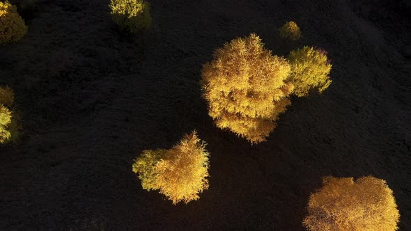Flying Over Isolated Yellow Birch Trees in the Autumn. Aerial View of Early Morning Lights