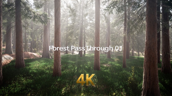 Forest Pass Through 4K 01