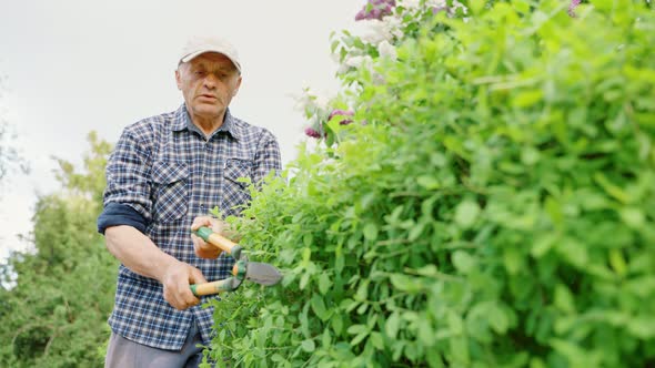 Gardener Cutting Ornamental Bushes with Scissors Near Private Yard