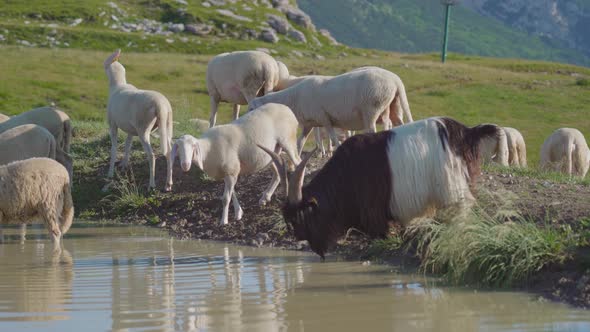 Sheep and a Billy Goat on a Puddle in the Mountains