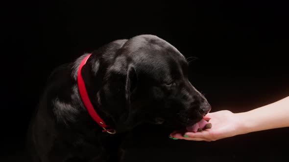 Giving Food to Black Retriever in Red Collar on Black Background Dark Labrador Dog Eating Treats for