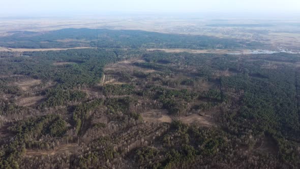 Aerial drone view of deforestation of a pine forest. Ecology concept change tree forest drought