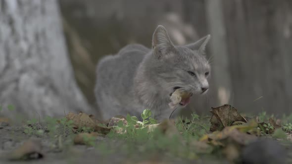 Hungry Stray Cat