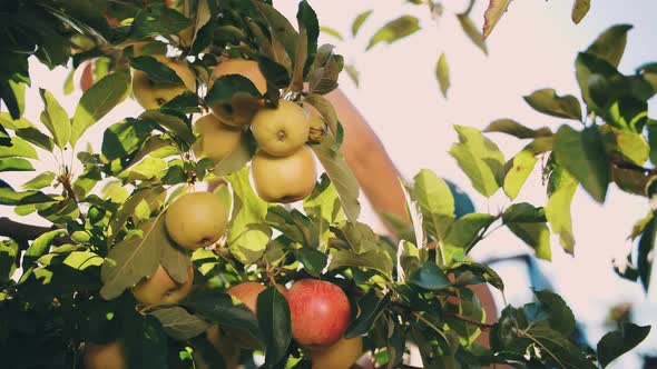 Apple Harvesting