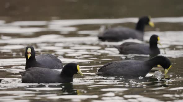 Group of Red-gartered Coot swimming in lake and diving for fish,close up