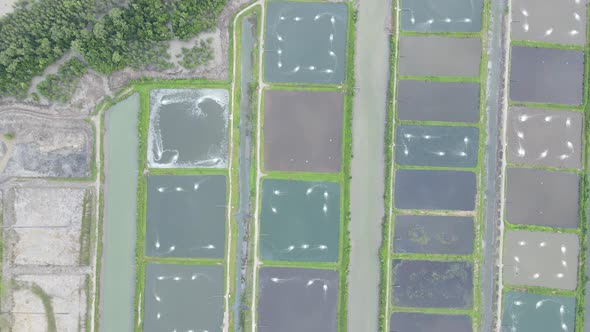 Prawn Fish Farm Aerial