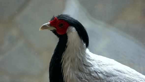 Close Up Portrait of Beautiful Silver Pheasant