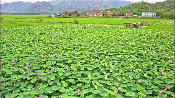 Drone Flies Over Lotus Field Against Town and Mountains