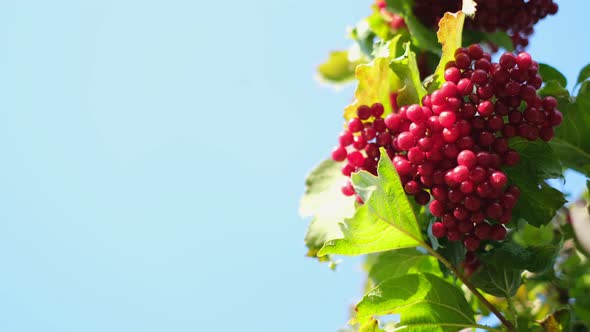 Berries of Red Viburnum on a Background of Soft Sunlight