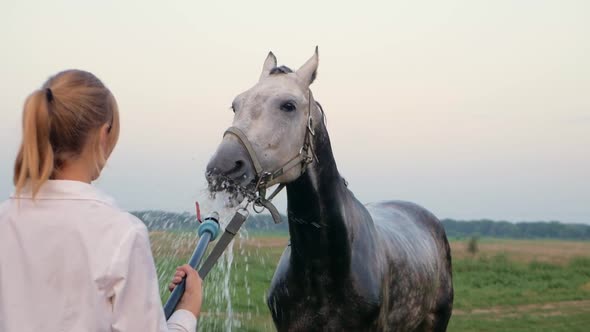 Woman Bathes the Horse Washes and Takes Care of