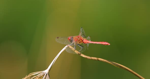 Scarlet Dragonfly Crocothemis Erythraea is a Species of Dragonfly in the Family Libellulidae