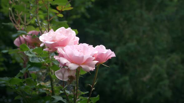 Roses In Bloom In The Garden