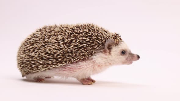 hedgehog walking on whitebackground for photoshoot cute