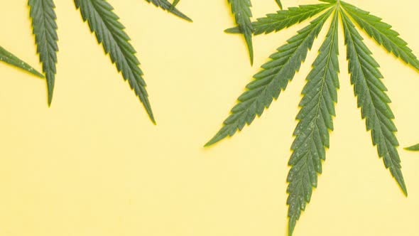 Young Juicy Green Leaves of Marijuana Lie on a Pastel Yellow Background