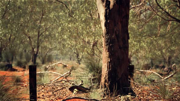 Australian Bush with Trees on Red Sand