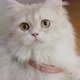 Lovely Persian cat kitten lying on the floor. - VideoHive Item for Sale