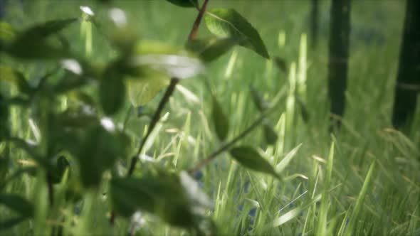 Fresh Green Grass on the Forest alt