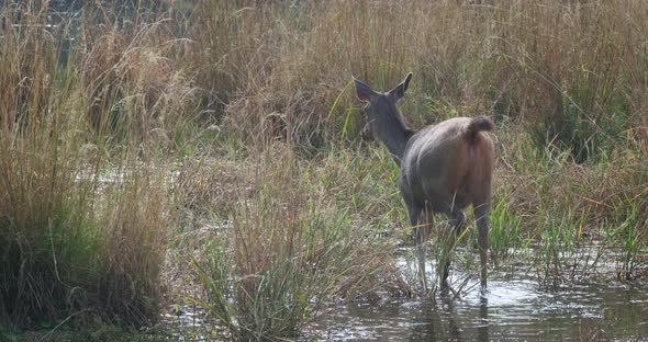 Female Blue Bull or Nilgai - Asian Antelope Walking in Ranthambore National Park, Rajasthan, India