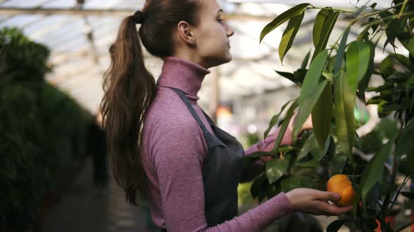 Young Florist Woman in Apron Checks a Mandarin Tree on the Shelf in the Greenhouse