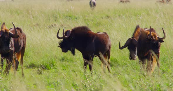 Wildebeests in the Savanna and Grass Swaying in the Wind