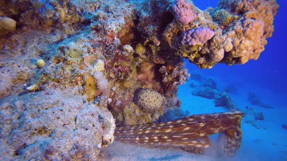 Underwater Red Sea Octopus