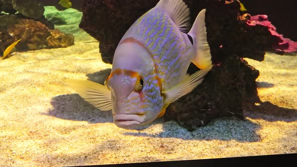 Close Up of Sailfin Snapper