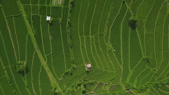 Bird's Eye View of Green Paddy Fields with Rooftop of Houses in Asia.