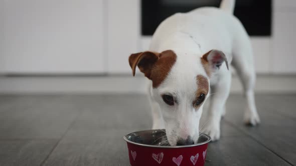 Cute Jack Russell Terrier Drinking From His Bowl