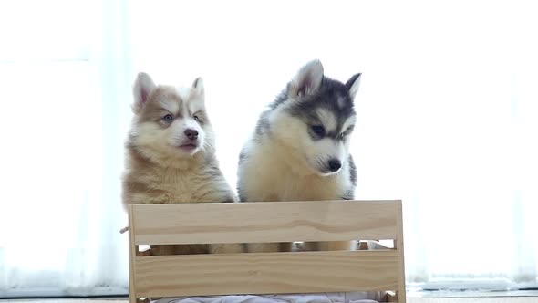 Two Siberian Husky Puppies Standing In A Wood Box