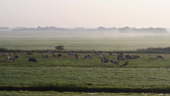 Slow aerial panning shot of cows grazing in lush green pastures in the early morning will low fog ov