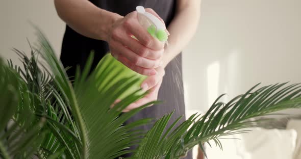Close up of woman taking care of Cycas home plant by spraying water.