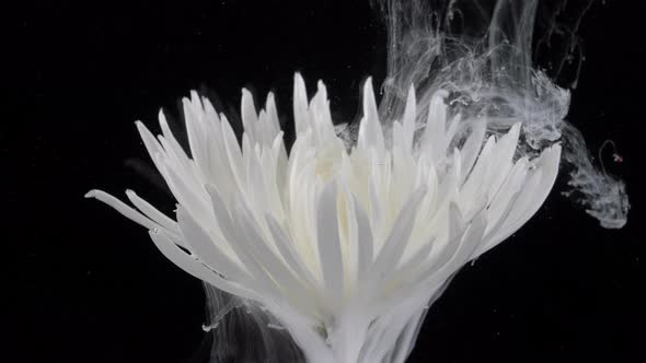 Living White Chrysanthemum Flower in Streams of Watersoluble Paint