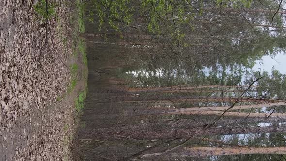 Vertical Video of a Road in the Forest Slow Motion