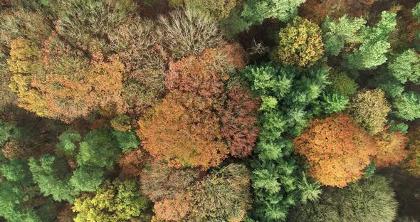 Aerial view of hills and autumn forest, Berg en Dal, Gelderland, Netherlands.