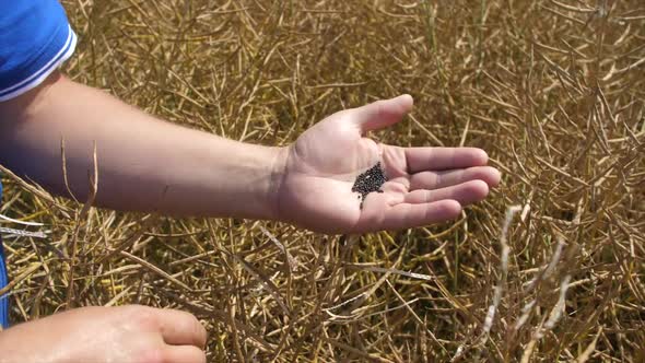 Farmer Checks the Rapeseed Grain Harvest