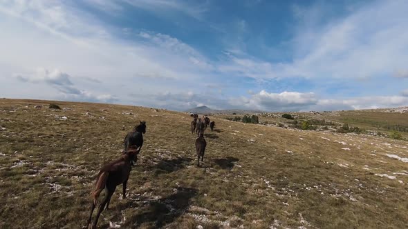 Aerial FPV Drone Flying with a Large Herd of Wild Horses Galloping Fast Across Steppe