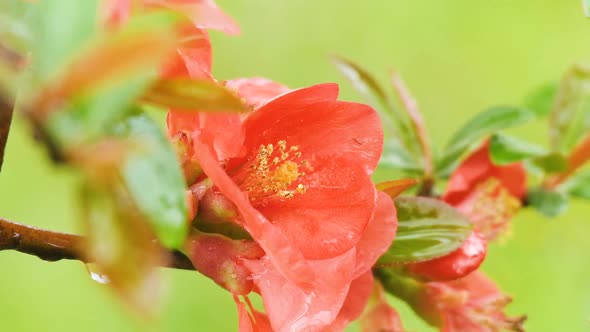 Plum Flower