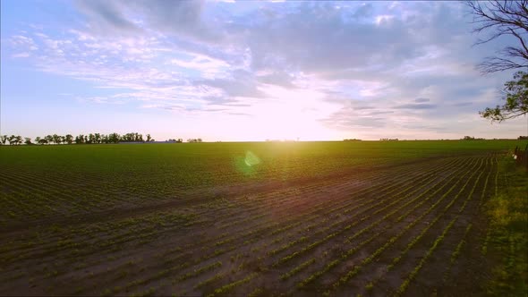 Crops growing in farm field