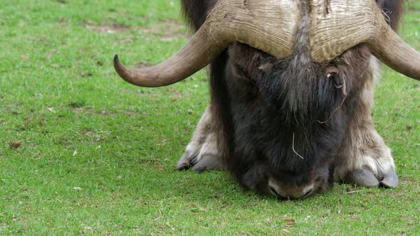 Muskox Musk Oxen or Buffalo Grazing in Meadow