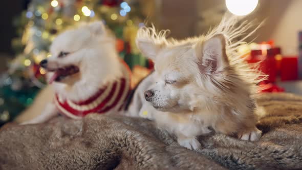 cute chihuahua dog and white pomeranian wear stylish fasioned glasses smile and joyful sit relax