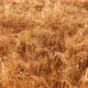 Wheat At Sunset - VideoHive Item for Sale