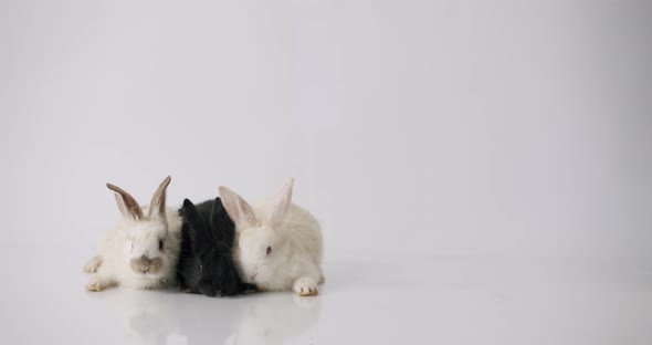 Three Beautiful Bunnies On a White Background Posing at Camera